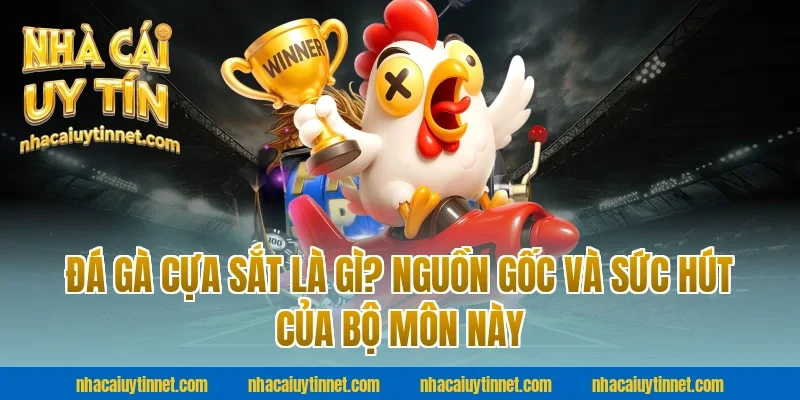 Đá Gà Cựa Sắt Là Gì? Nguồn Gốc Và Sức Hút Của Bộ Môn Này